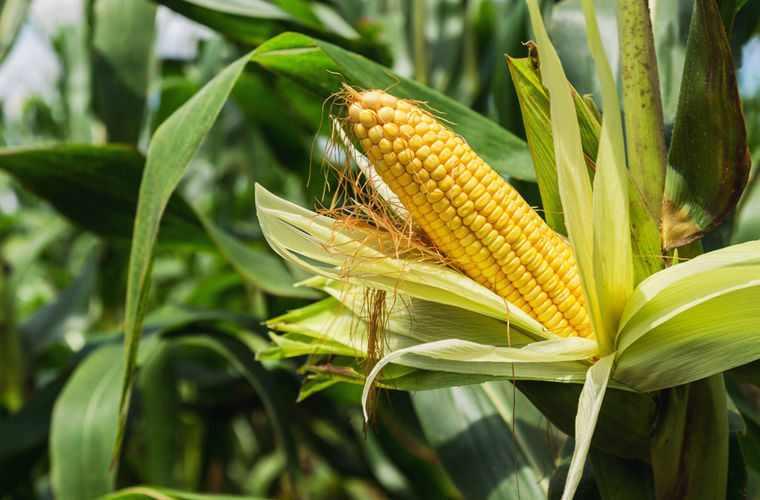 Выращивание кукурузы в России с применением различных систем полива