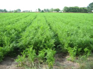 Капельное орошение и фертигация – основные элементы интенсивной технологии производства моркови