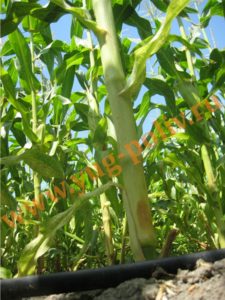 Орошение кукурузы