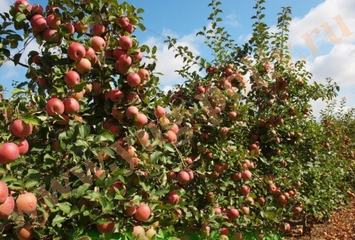 Применение регуляторов роста в интенсивных садах яблони