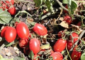 Выращивание томатов на капельном орошении для консервной промышленности в условиях КБР