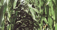 Высокий урожай кукурузы с точки зрения количества и качества. Капельное орошение бросает вызов засухе, фермеры становятся более благоразумными
