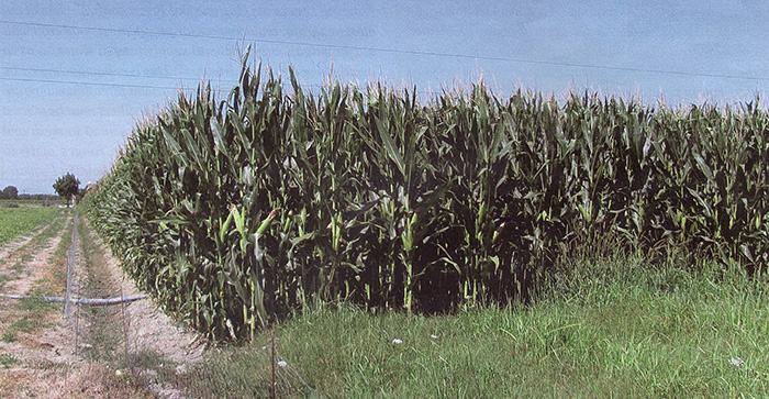 Высокий урожай кукурузы с точки зрения количества и качества. Капельное орошение бросает вызов засухе, фермеры становятся более благоразумными