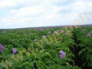 Экономическая оценка выращивание картофеля на капельном орошении в Воронежской и Липецкой областях
