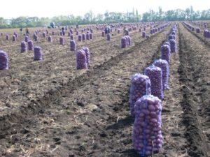 Экономическая оценка выращивание картофеля на капельном орошении в Воронежской и Липецкой областях2
