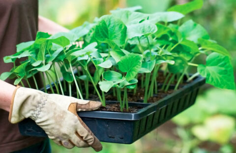Фитогормоны и стимуляторы роста, применяемые при выращивании овощей