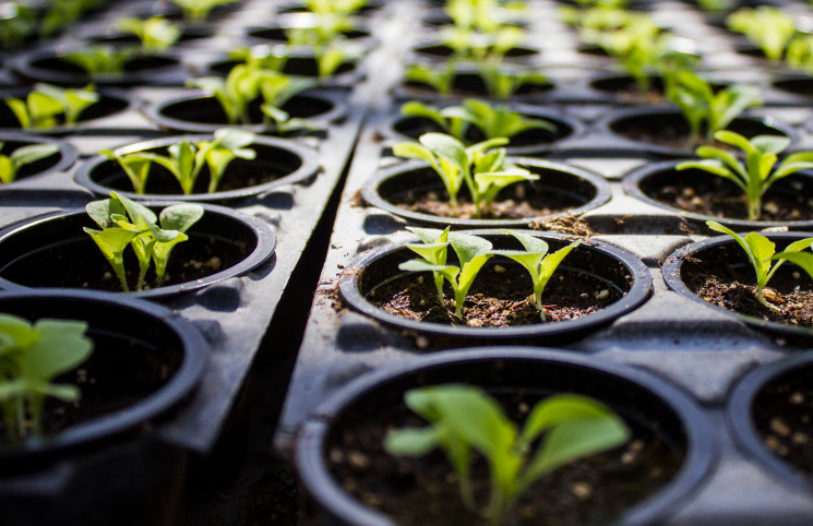 Использование стимуляторов роста при выращивании рассады овощей - ЮГПОЛИВ