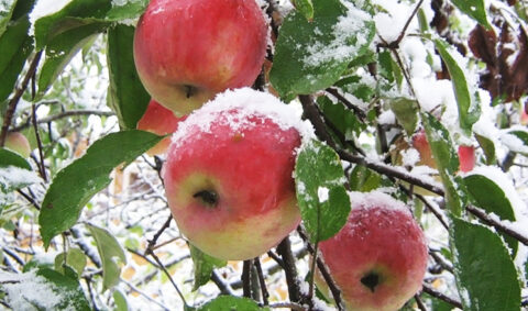 Использование укрывных материалов на плодовых культурах в холодное время года