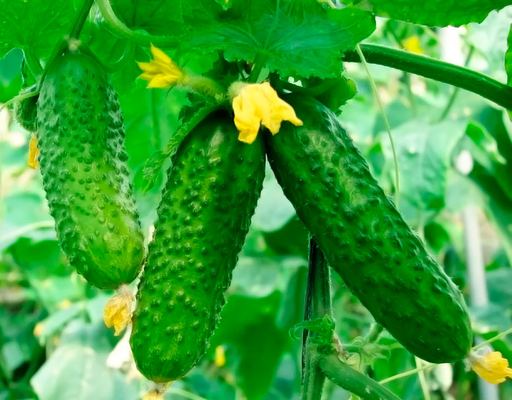 Огурцы: сорта и секреты выращивания