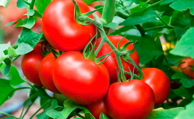 Особенности выращивания томата: необходимые условия и программы питания