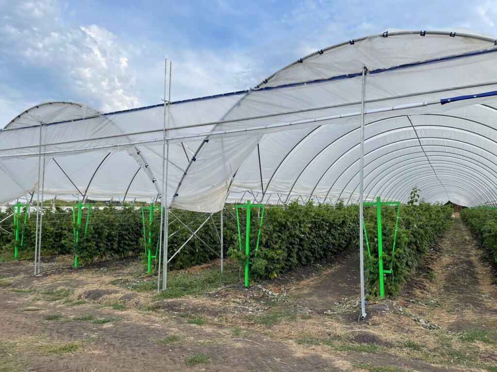 Опыт выращивания малины в высоких туннелях в условиях Воронежской области -ЮГПОЛИВ